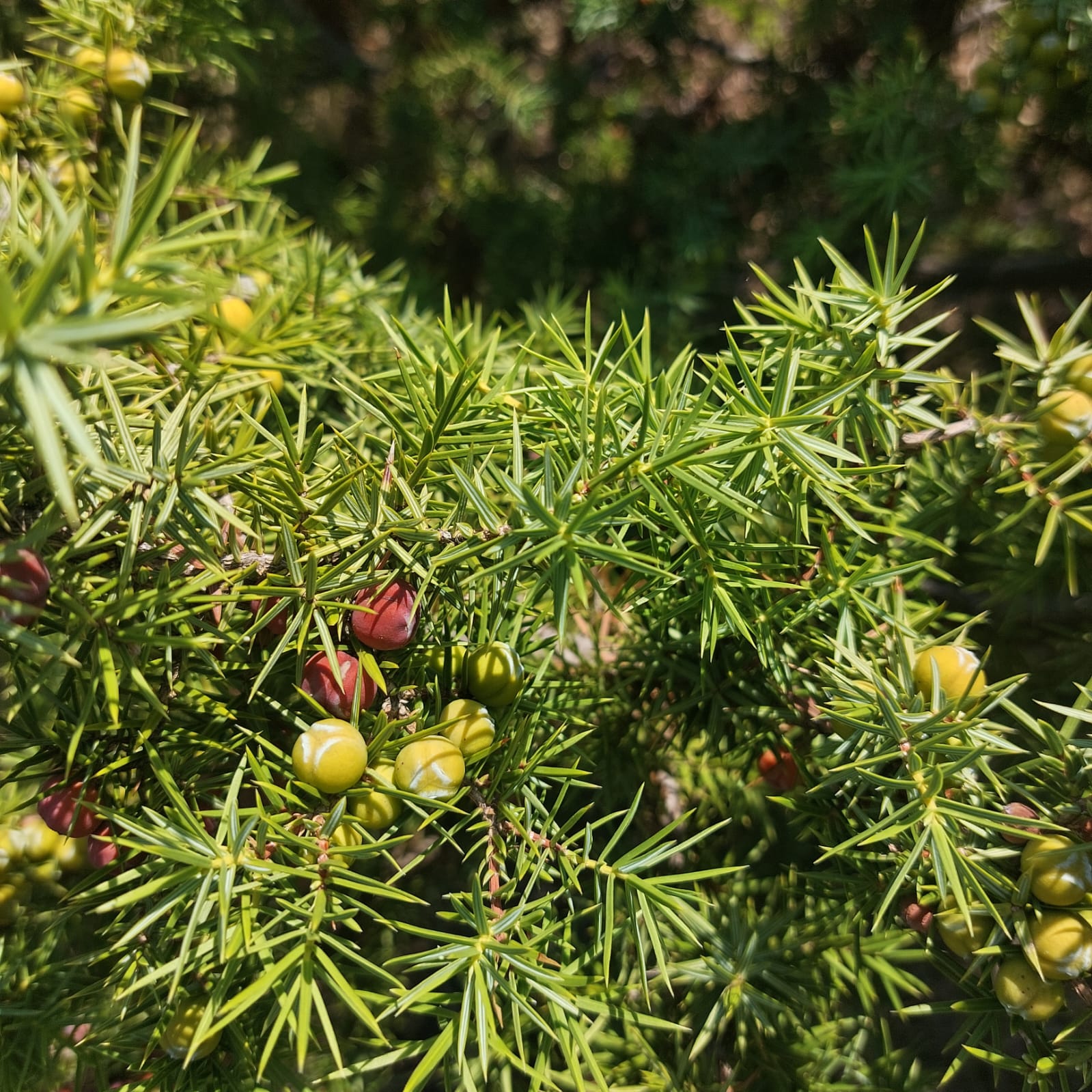 Scouting Macedonian Juniper — photo 3