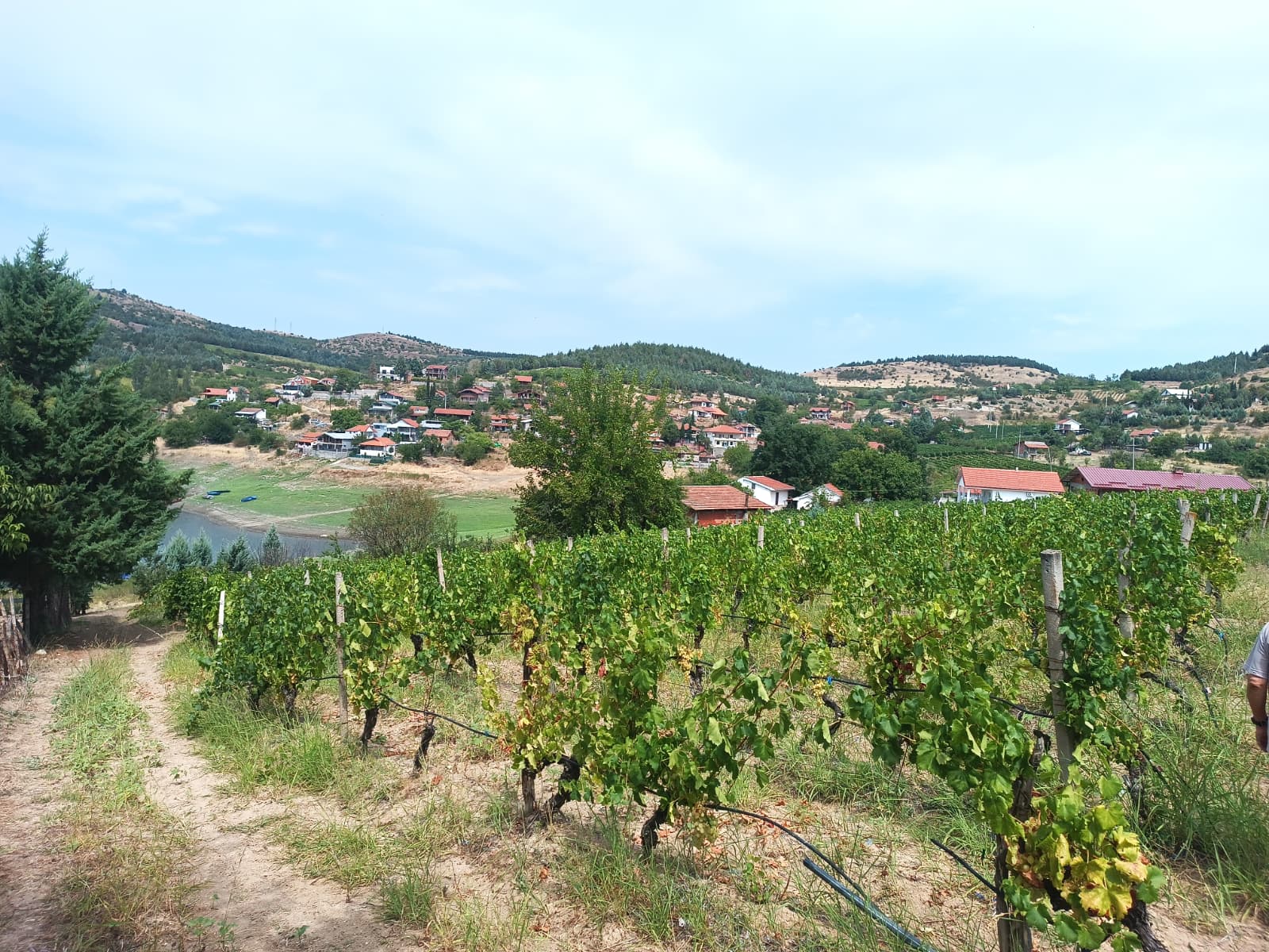 Vines on the hills above Lake Tikveš